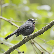 Maroon-belted Chat-tyrant 